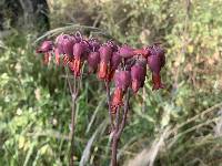 Kalanchoe laxiflora image