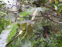 Passiflora ligularis image