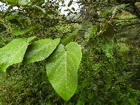 Passiflora ligularis image