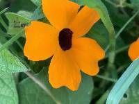 Thunbergia alata image