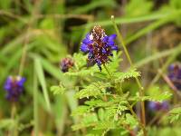 Dalea coerulea image