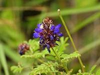 Dalea coerulea image