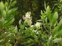 Oreocallis grandiflora image