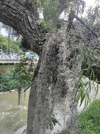 Tillandsia usneoides image