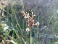 Plantago lanceolata image