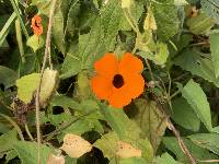 Thunbergia alata image