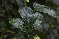 Passiflora edulis image