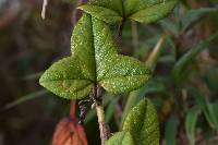 Passiflora roseorum image