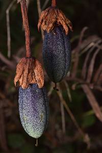 Image of Passiflora roseorum