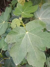 Ficus carica image