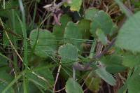 Kalanchoe laxiflora image