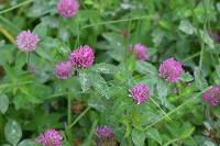 Trifolium pratense image