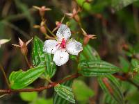 Monochaetum lineatum image