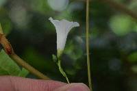 Ipomoea dumetorum image