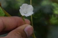 Ipomoea dumetorum image