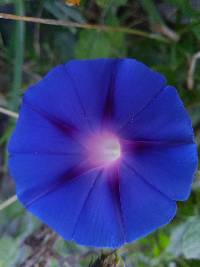 Ipomoea purpurea image