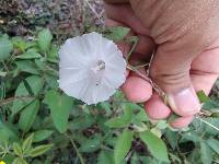 Ipomoea dumetorum image