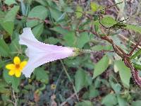 Ipomoea dumetorum image