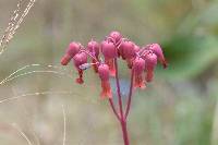 Kalanchoe laxiflora image