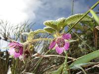 Rubus nubigenus image