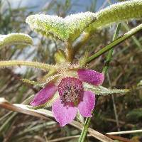 Rubus nubigenus image