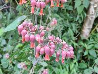 Kalanchoe laxiflora image