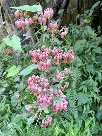 Kalanchoe laxiflora image