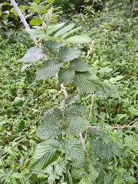 Rubus niveus image