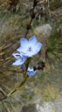 Orthrosanthus chimboracensis image