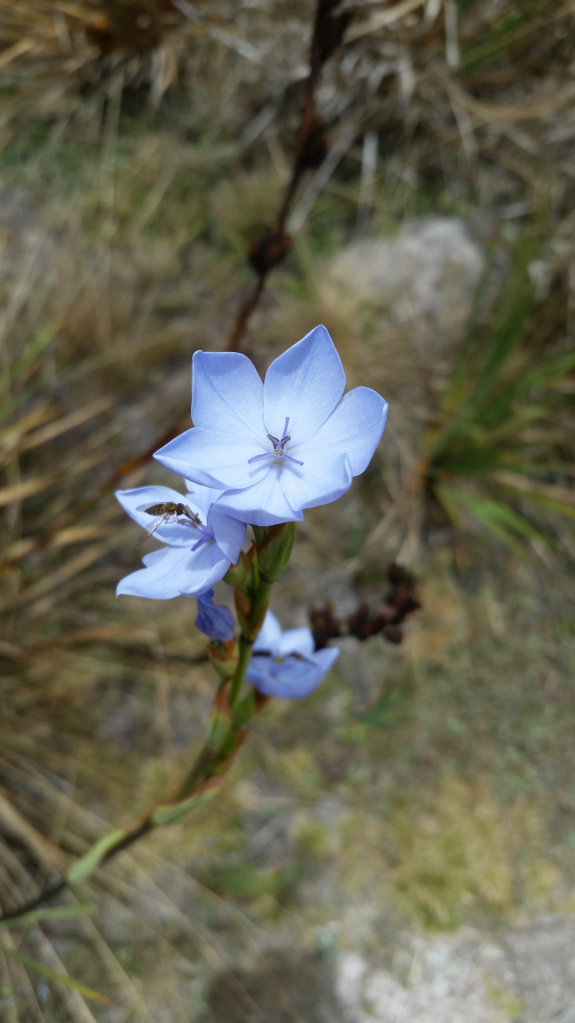 Orthrosanthus chimboracensis image