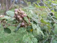 Rubus niveus image