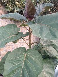 Solanum betaceum image