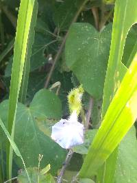 Ipomoea neurocephala image