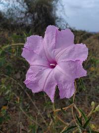 Ipomoea carnea image