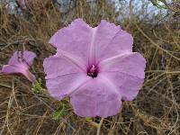 Ipomoea carnea image