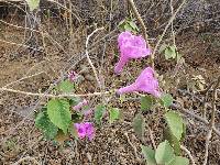 Ipomoea carnea image