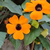 Thunbergia alata image