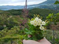 Cantua quercifolia image