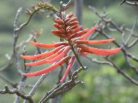 Erythrina smithiana image