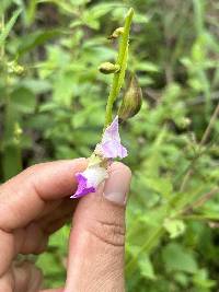 Arundina graminifolia image