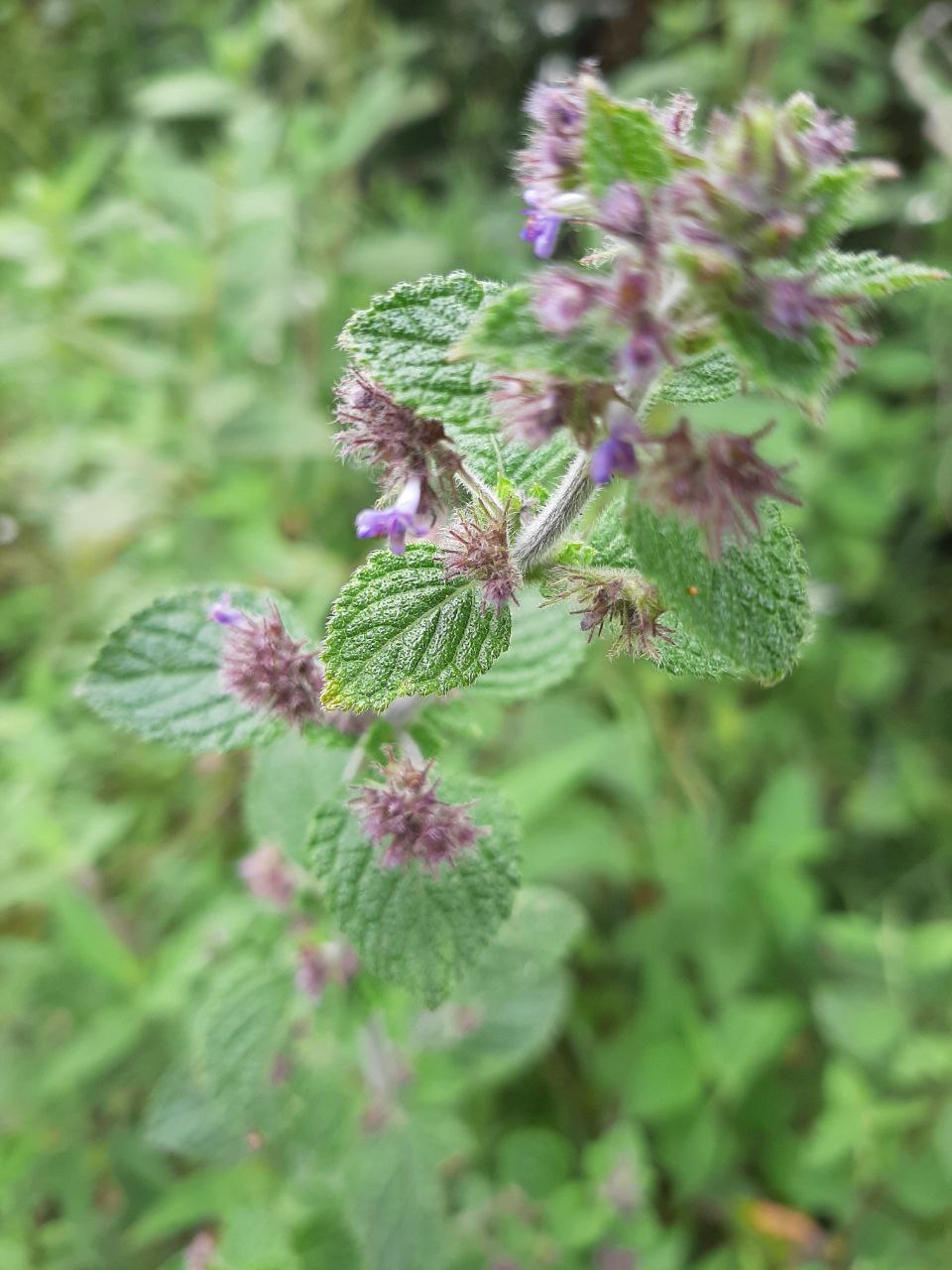 Lamiaceae image