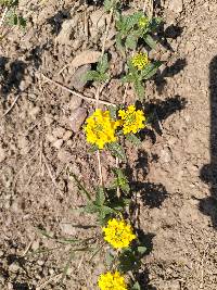 Lantana reptans image