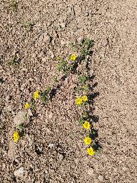 Lantana reptans image