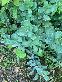 Image of Kalanchoe laxiflora