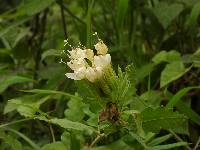 Cantua quercifolia image