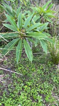 Image of Plumeria rubra