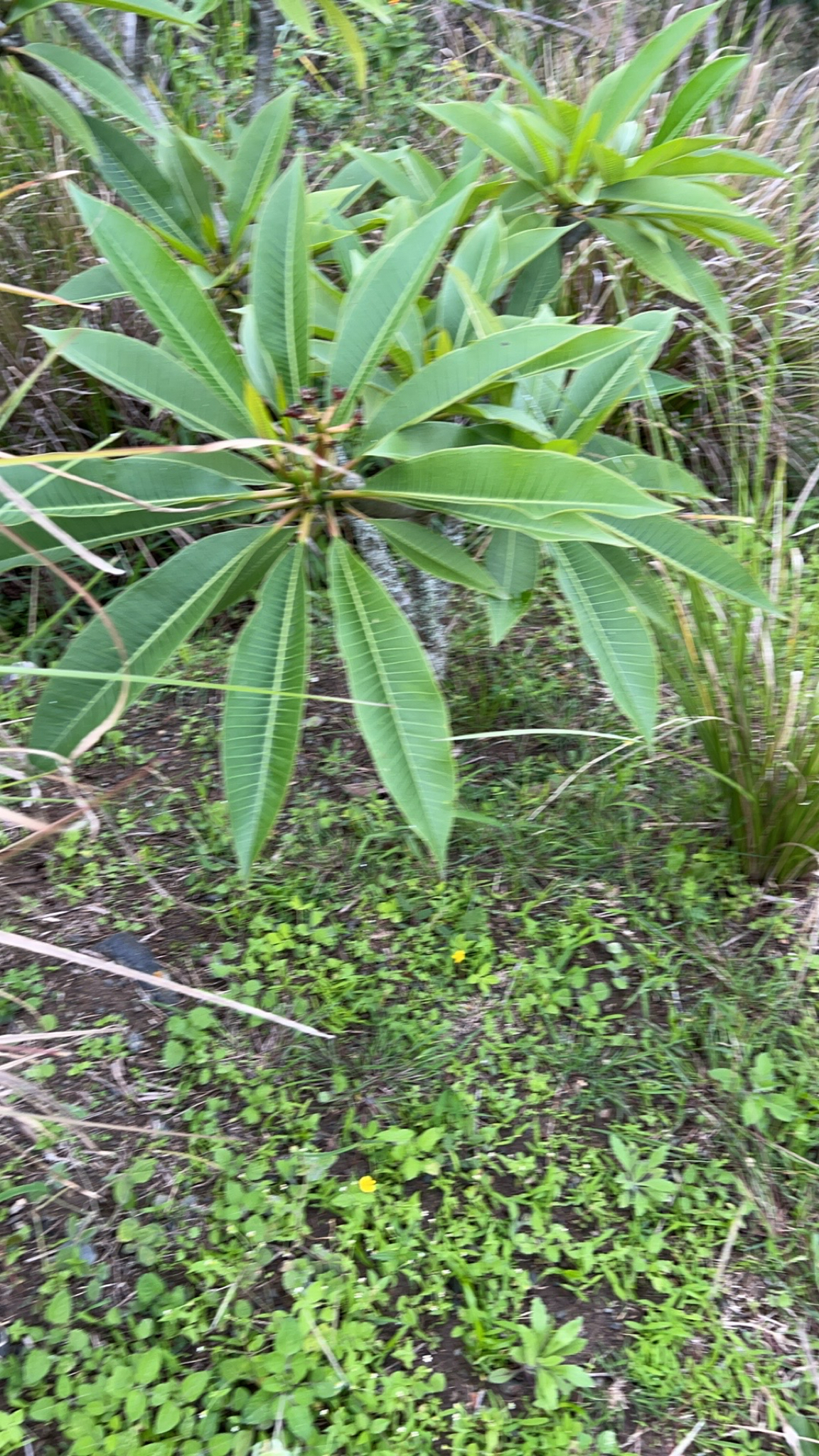 Plumeria rubra image