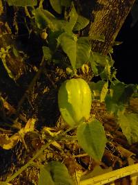 Passiflora quadrangularis image