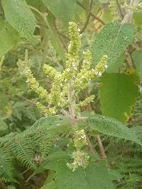 Lepechinia betonicifolia image