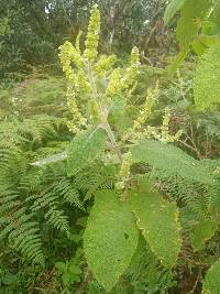 Lepechinia betonicifolia image